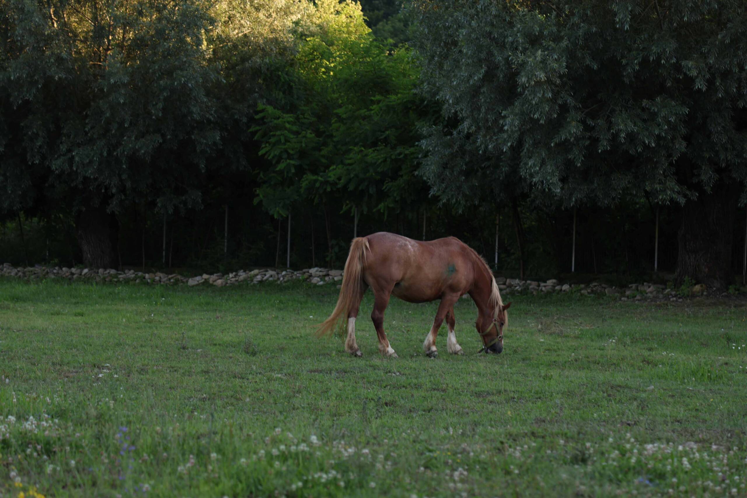 Cai la Calthera