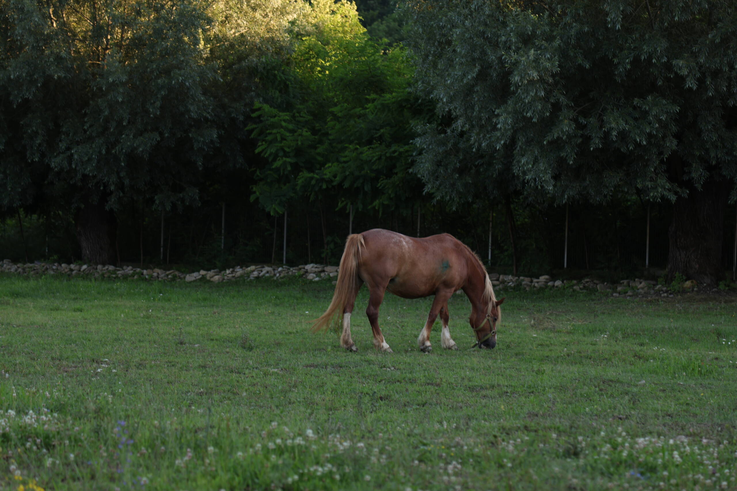 Căsuțele Calthera în mijlocul naturii